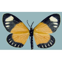 /filer/webapps/moths/media/images/N/natalensis_Aletis_AM_ZSMa.jpg