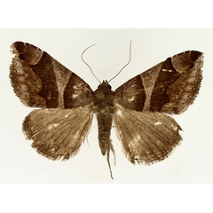 /filer/webapps/moths/media/images/D/derogans_Bastilla_AM_TMSA_02.jpg