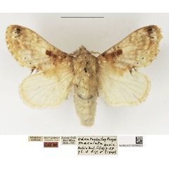 /filer/webapps/moths/media/images/M/maculata_Odontocheilopteryx_AF_NHMUK_02.jpg