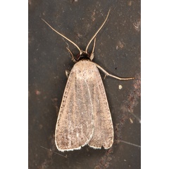/filer/webapps/moths/media/images/P/plumbea_Tathorhynchus_A_Heyns_03.jpg