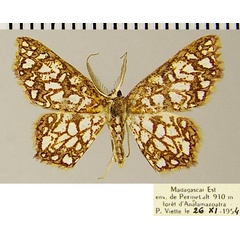 /filer/webapps/moths/media/images/P/polyniphes_Chrysocraspeda_AM_ZSMa.jpg