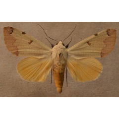 /filer/webapps/moths/media/images/T/tirhaca_Ophiusa_A_Butler_02.jpg