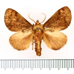 /filer/webapps/moths/media/images/A/auribasalis_Ctenolita_AM_BMNH_03.jpg