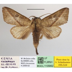 /filer/webapps/moths/media/images/O/olivacea_Peratodonta_A_MGCLa_01.JPG