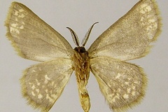 Chrysocraspeda ophthalmica