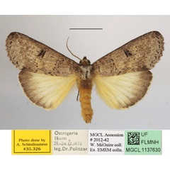 /filer/webapps/moths/media/images/N/nephocrossa_Elaphrodes_A_MGCLa_01.JPG
