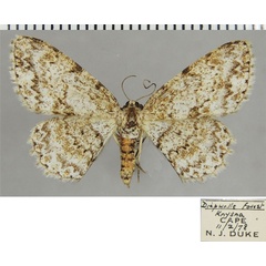 /filer/webapps/moths/media/images/S/spoliataria_Ectropis_AF_ZSMa.jpg