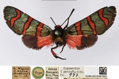 Arniocera negamica