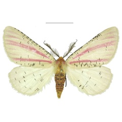 /filer/webapps/moths/media/images/P/paeonistriata_Nothabraxas_PTM_ANHRT.jpg