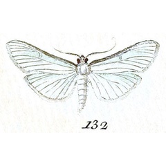 /filer/webapps/moths/media/images/U/unionalis_Pyralis_ST_Hubner_20-132.jpg