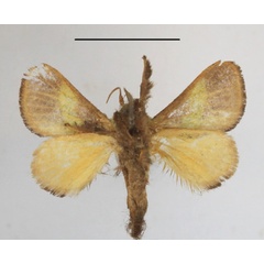 /filer/webapps/moths/media/images/C/concavata_Parasa_A_MGCLb_01.JPG