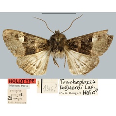 /filer/webapps/moths/media/images/L/leguerni_Tracheplexia_HT_MNHN.jpg