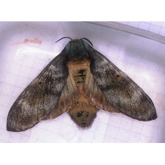 /filer/webapps/moths/media/images/P/postica_Gonometa_A_Roland_01.jpg
