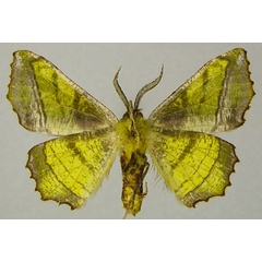 /filer/webapps/moths/media/images/O/olivata_Cophophlebia_AM_ZSMb.jpg