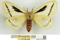 Phiala unistriga