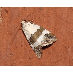 /filer/webapps/moths/media/images/S/subblandula_Maliattha_A_Roland_01.jpg