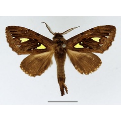 /filer/webapps/moths/media/images/A/argyraspis_Ptilura_AM_Basquin_02.jpg