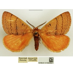/filer/webapps/moths/media/images/S/subrosea_Hemijana_AM_NHMUK.jpg