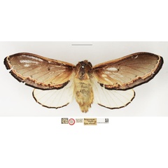 /filer/webapps/moths/media/images/V/vesta_Megasoma_HT_NHMUK.jpg