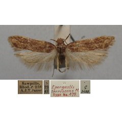 /filer/webapps/moths/media/images/T/torrescens_Eporgastis_MHT_TMSA.jpg
