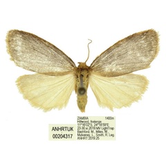 /filer/webapps/moths/media/images/S/smithi_Thumatha_PTF_ANHRT.jpg
