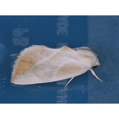 /filer/webapps/moths/media/images/P/piperitella_Neaxestis_A_Roland_01.jpg