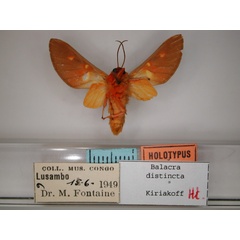 /filer/webapps/moths/media/images/D/distincta_Balacra_HT_RMCA_02.jpg