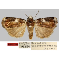 /filer/webapps/moths/media/images/P/posteriobrunnea_Euxootera_HT_MNHN.jpg