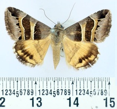 /filer/webapps/moths/media/images/E/euclidioides_Grammodes_AM_BMNH.jpg