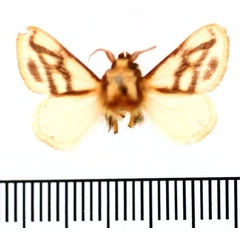 /filer/webapps/moths/media/images/S/syngrapha_Parapluda_AM_BMNH.jpg