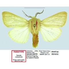 /filer/webapps/moths/media/images/V/vulcanicola_Tamsita_PTM_ANHRT.jpg