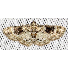 /filer/webapps/moths/media/images/L/lita_Pasiphila_A_Braun_04.jpg