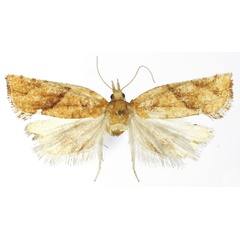 /filer/webapps/moths/media/images/S/smicra_Pandemis_HT_RMCA.jpg