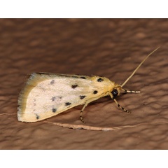 /filer/webapps/moths/media/images/S/stictalis_Calamoschoena_A_Roland_01.jpg