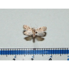 /filer/webapps/moths/media/images/O/omphalota_Nola_A_Goff_02.jpg