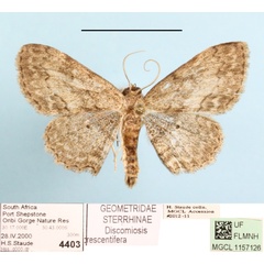 /filer/webapps/moths/media/images/C/crescentifera_Discomiosis_A_MGCLa_02.jpg