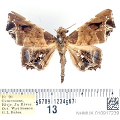 /filer/webapps/moths/media/images/H/hieroglyphica_Episparis_AM_BMNH_02.jpg