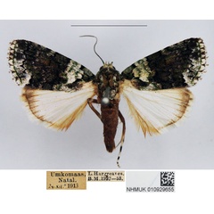 /filer/webapps/moths/media/images/S/squamifera_Blenina_AM_NHMUK_02.jpg