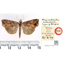 /filer/webapps/moths/media/images/A/achalcea_Plusiodonta_HT_BMNH.jpg