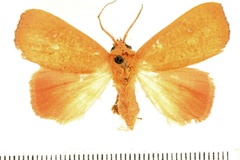 Paralephana angulata