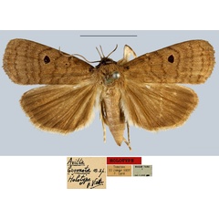 /filer/webapps/moths/media/images/B/bryonota_Avitta_HT_MNHN.jpg