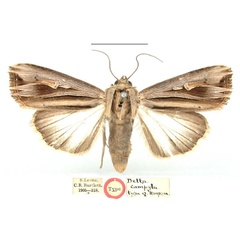 /filer/webapps/moths/media/images/C/campyla_Delta_HT_BMNH_DUqgqhV.jpg