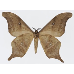 /filer/webapps/moths/media/images/T/truncata_Imbrasia_AM_Basquinb.jpg