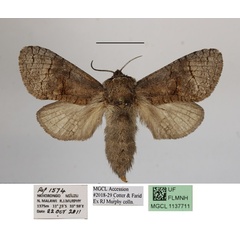 /filer/webapps/moths/media/images/K/kibwezi_Mirocossus_A_MGCLa.JPG