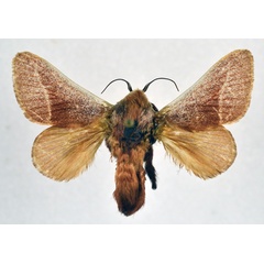 /filer/webapps/moths/media/images/A/albilinea_Latoia_AM_NHMO.jpg