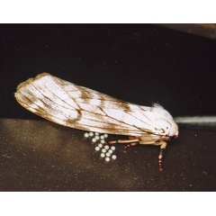 /filer/webapps/moths/media/images/R/rhodophaea_Teracotona_A_Roland_08_2.jpg