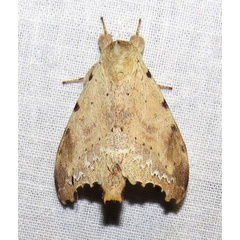 /filer/webapps/moths/media/images/Q/quinquemaculata_Mesonadata_A_Bergsma.jpg