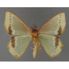 /filer/webapps/moths/media/images/A/acoelopa_Bathycolopdes_A_ZSM_02.jpg