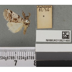 /filer/webapps/moths/media/images/P/pumila_Dasychira_HT_BMNHa.jpg