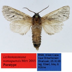 /filer/webapps/moths/media/images/N/namaquensis_Arctiocossus_PT_TMSA.jpg